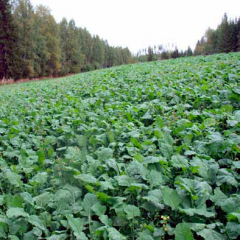 Riista Diana, yksivuotinen 3 kg