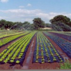 Biohajoava katekalvo BioAgri 0,015mm 1,3m x 1500m