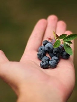  Pensasmustikka Duke C5 Luomu 