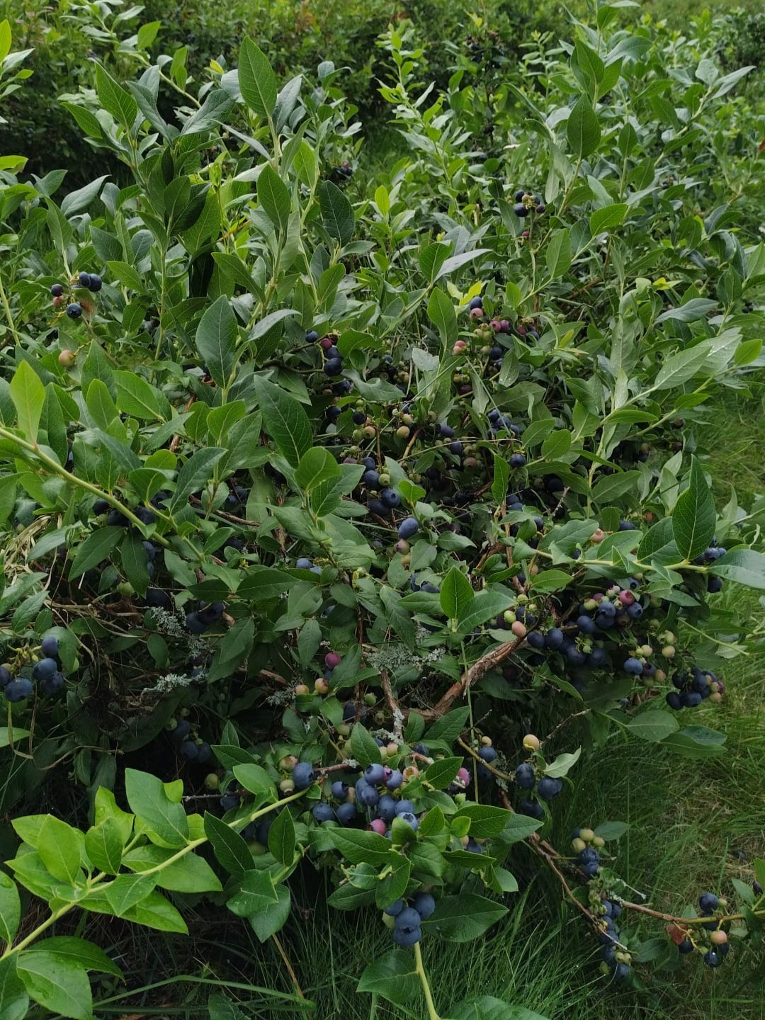  Pensasmustikka Northblue  