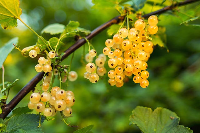  Valkoherukka 'Ribes Rubrum' kotimainen 