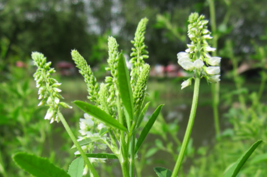  Valkomesikkä 25 kg säkki 