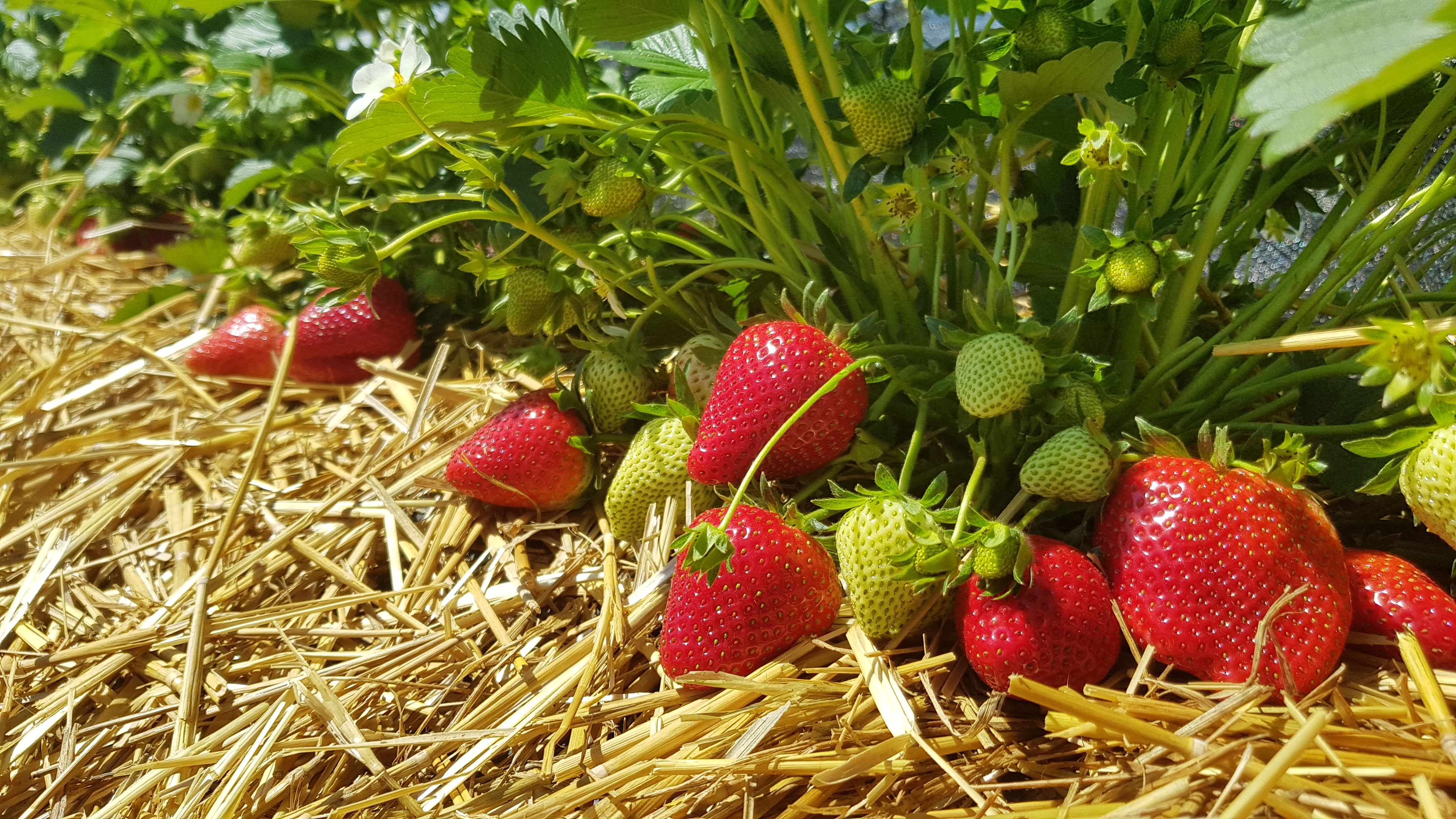  Mansikan taimi pellolla jossa kypsiä punaisia mansikoita ja vihreitä raakileita. 