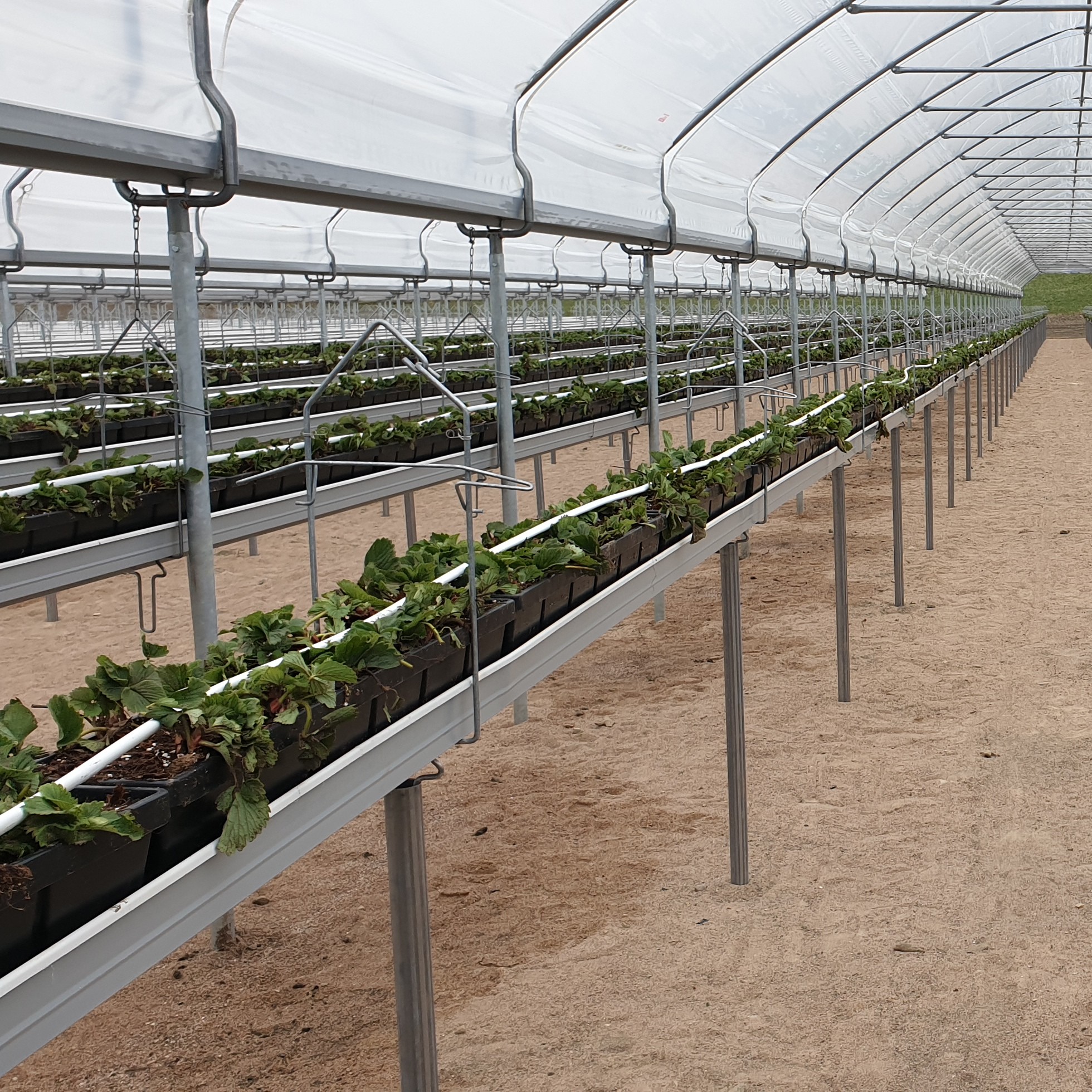  Tunnelin sisällä kouruissa mansikantaimia kasvamassa 