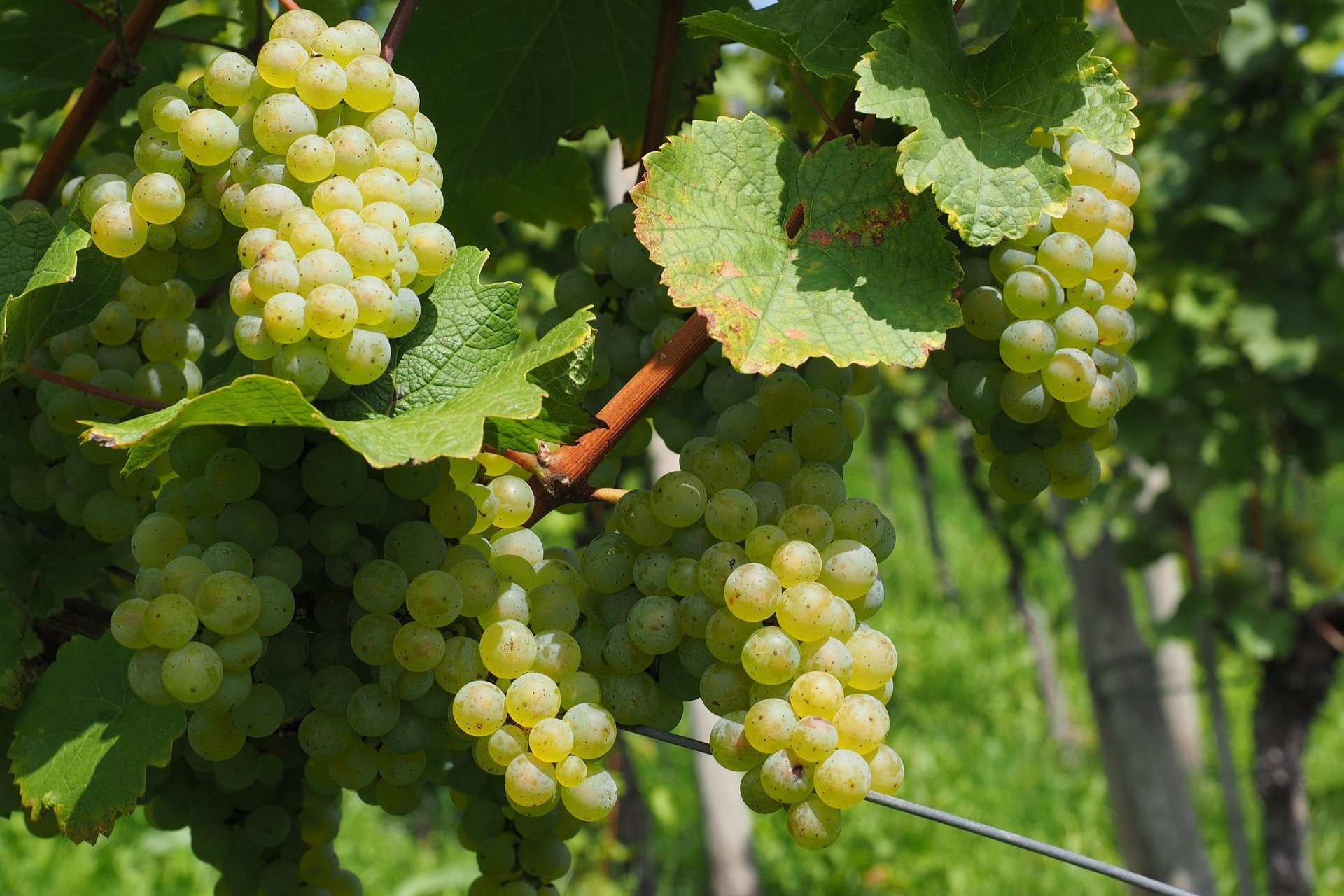  Viiniköynnös, jossa vaaleita rypäleitä 