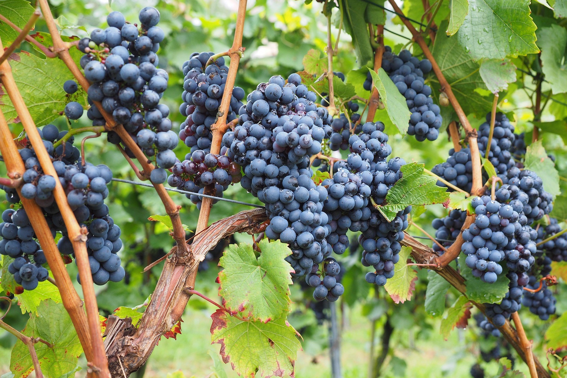  Viiniköynnös, jossa tummia rypäleitä 